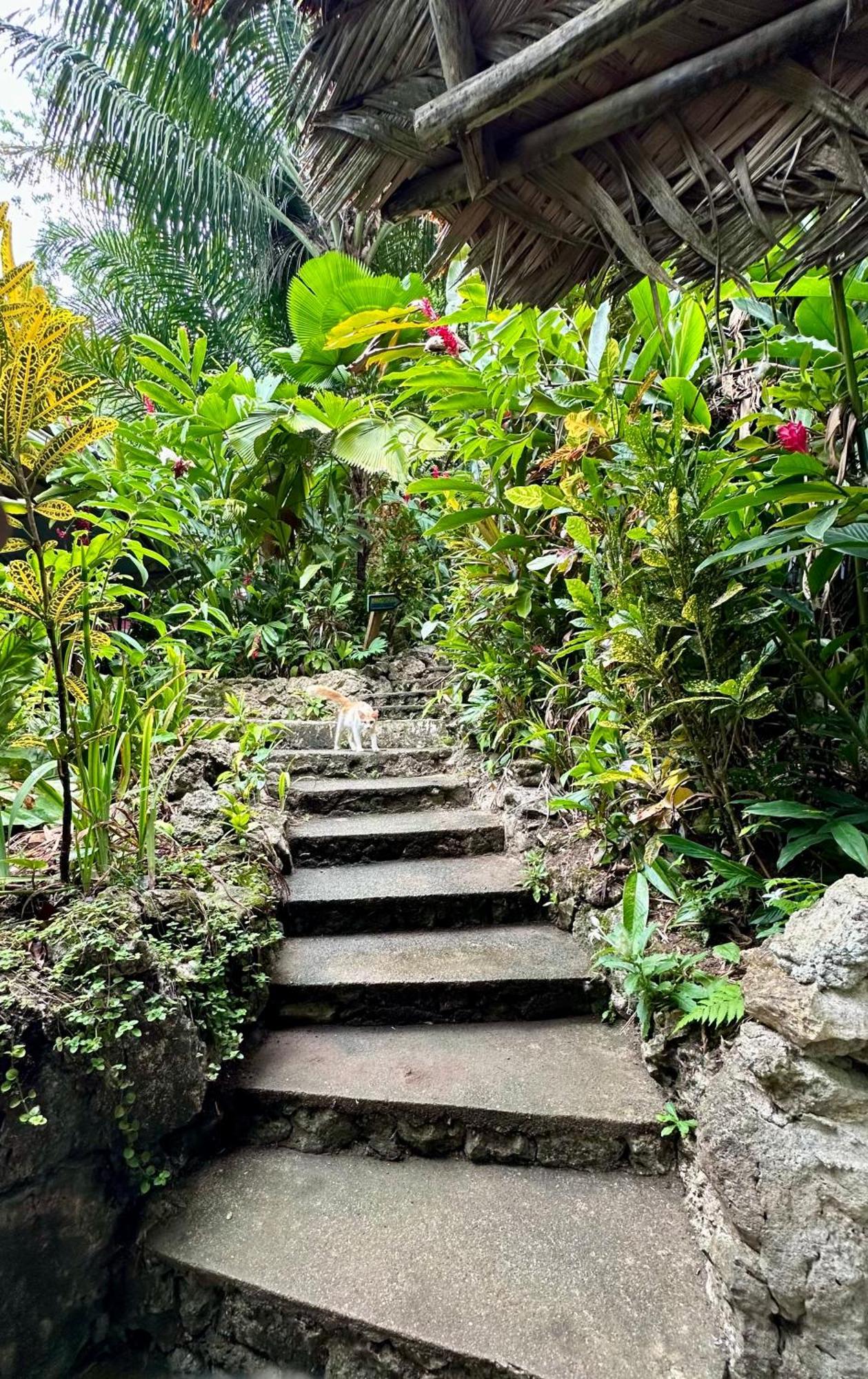 Palmeras Del Rio Hotel La Vina Ngoại thất bức ảnh